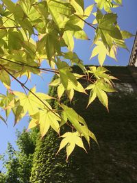 Low angle view of tree branches against sky