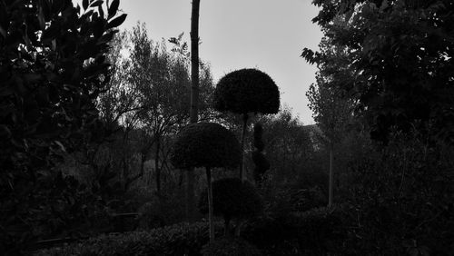 Silhouette trees against sky