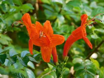 Close-up of orange flowering plant