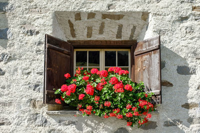 Flowers growing on window of building