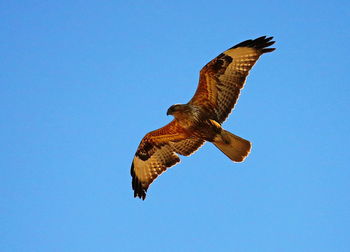 Low angle view of eagle flying against clear blue sky