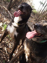 Close-up of dog sticking out tongue