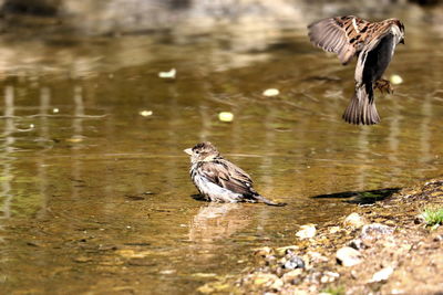 Bird flying over lake