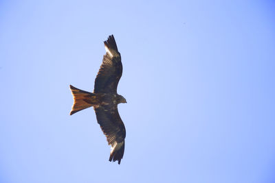 Low angle view of eagle flying against clear blue sky