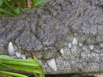 Close-up of lizard on stone wall