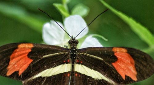 Close-up of butterfly on leaf