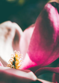 Close-up of pink flower blooming outdoors