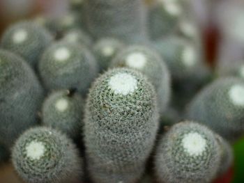 Close-up of plant growing outdoors