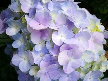 Close-up of flowers blooming outdoors