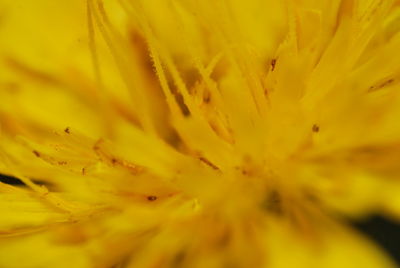 Macro shot of yellow flower