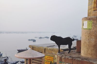 Dog standing by sea against sky