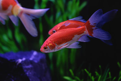 Close-up of fish swimming in water