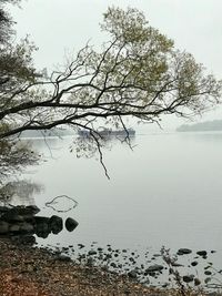 Tree by lake against sky