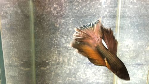 Close-up of fish swimming in water