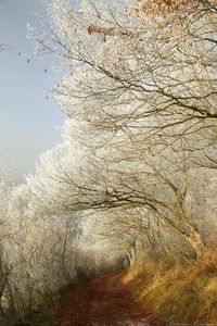 Bare tree on landscape against sky