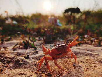 Close-up of insect on land