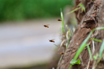 Close-up of bee flying