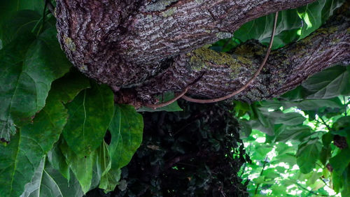 Close-up of leaves on tree trunk