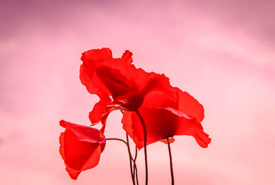 Close-up of rose against red background