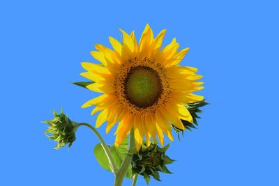 Close-up of sunflower against blue sky