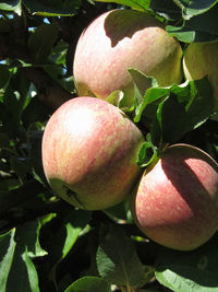 Close-up of fruits on tree