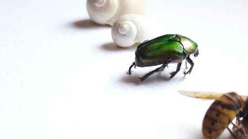 Close-up of insect on white surface