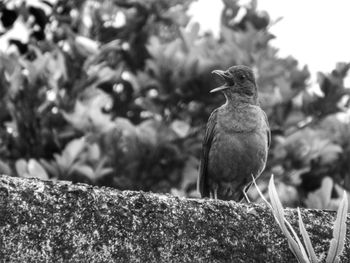 Close-up of bird perching on wall