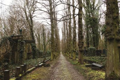 Footpath amidst trees in forest