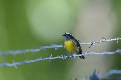 Close-up of bird perching on barbed wire fence