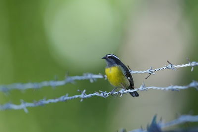 Close-up of bird perching on branch