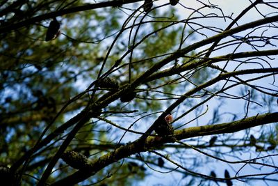 Low angle view of bird perching on branch