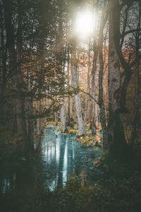 Scenic view of waterfall in forest