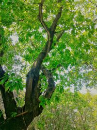 Low angle view of tree against sky