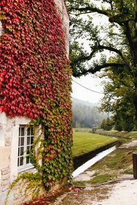 Ivy growing on tree by building