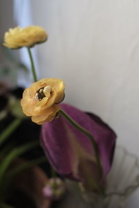 Close-up of yellow flower blooming outdoors