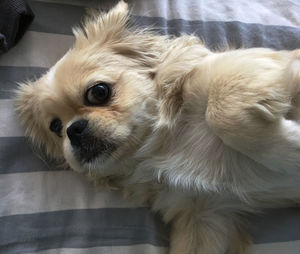 Close-up portrait of dog at home