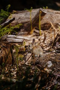 Close up of rabbit amongst dead wood in forest