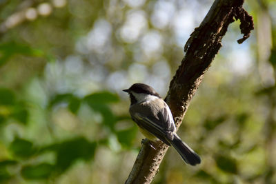 Close-up of bird perching on tree