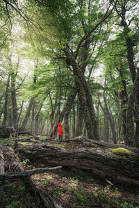 Trees growing in forest