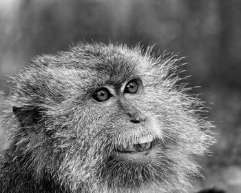 Close-up of a monkey