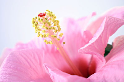 Close-up of pink rose