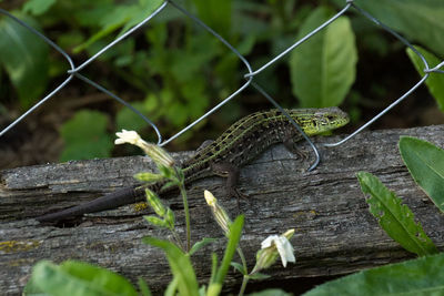 Close-up of lizard on fence