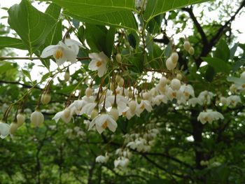 Low angle view of flowers on tree