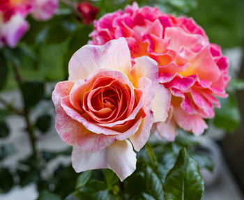 Close-up of pink rose