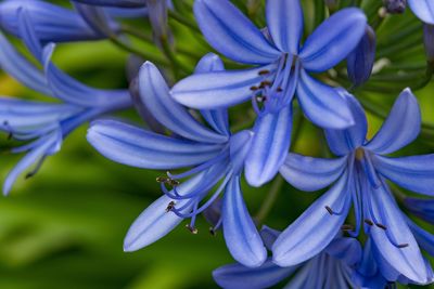 Close-up of purple blue flowers