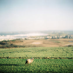 Sheep on field against sky