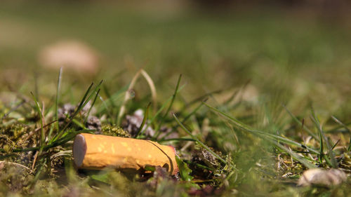 Close-up of plants on field