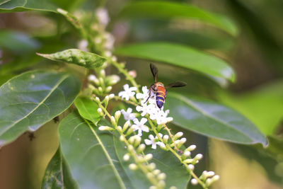 Close-up of butterfly pollinating on flower