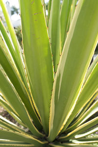 Close-up of succulent plant