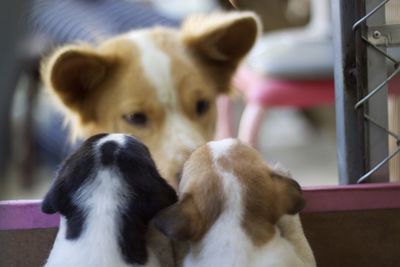 Close-up of two dogs
